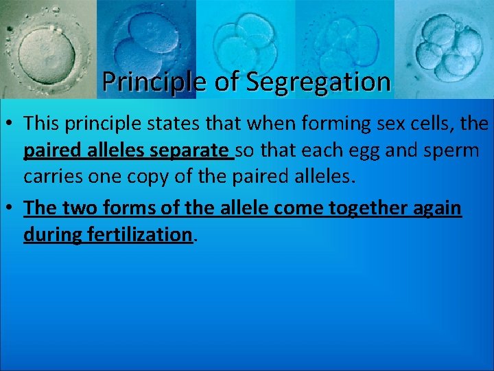 Principle of Segregation • This principle states that when forming sex cells, the paired