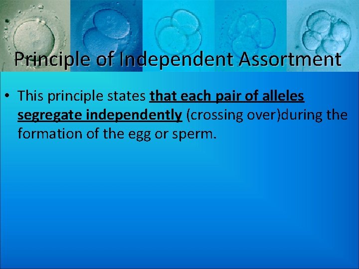 Principle of Independent Assortment • This principle states that each pair of alleles segregate