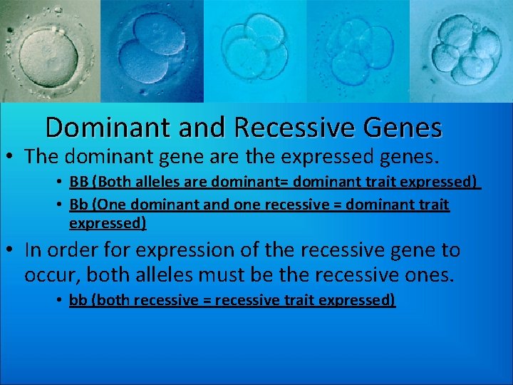 Dominant and Recessive Genes • The dominant gene are the expressed genes. • BB
