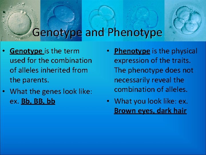 Genotype and Phenotype • Genotype is the term used for the combination of alleles