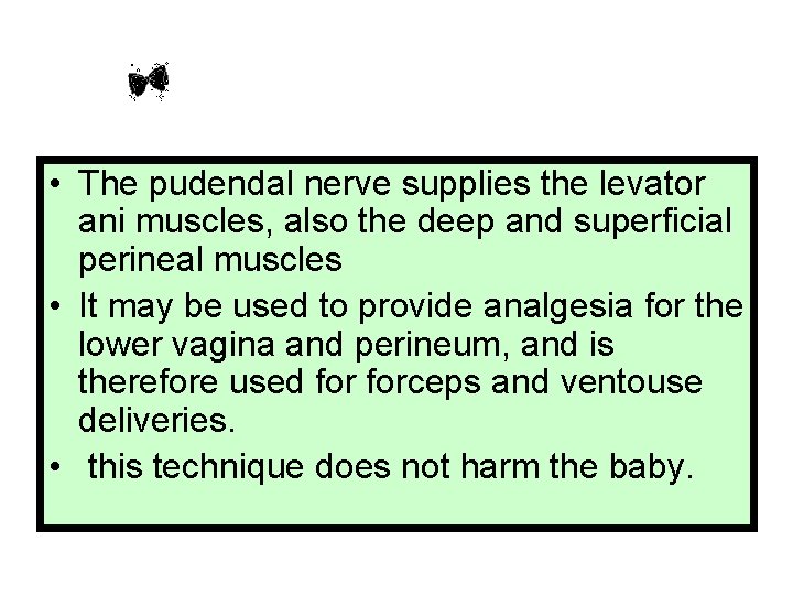  • The pudendal nerve supplies the levator ani muscles, also the deep and