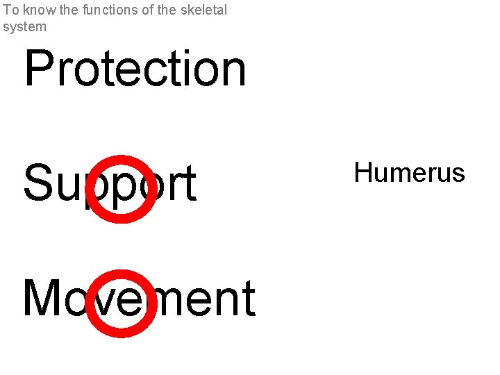 To know the functions of the skeletal system Protection Support Movement Humerus 