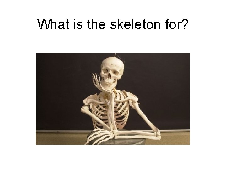 What is the skeleton for? 