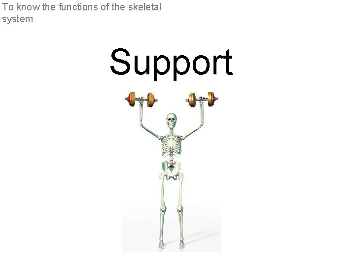 To know the functions of the skeletal system Support 