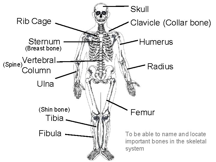 Skull Rib Cage Sternum (Breast bone) Vertebral Column (Spine) Clavicle (Collar bone) Humerus Radius