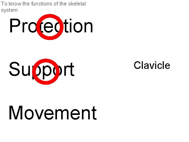 To know the functions of the skeletal system Protection Support Movement Clavicle 