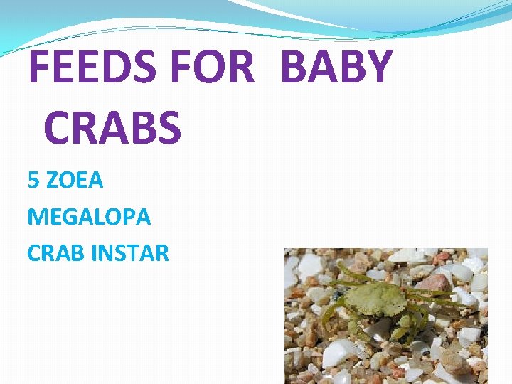 FEEDS FOR BABY CRABS 5 ZOEA MEGALOPA CRAB INSTAR 