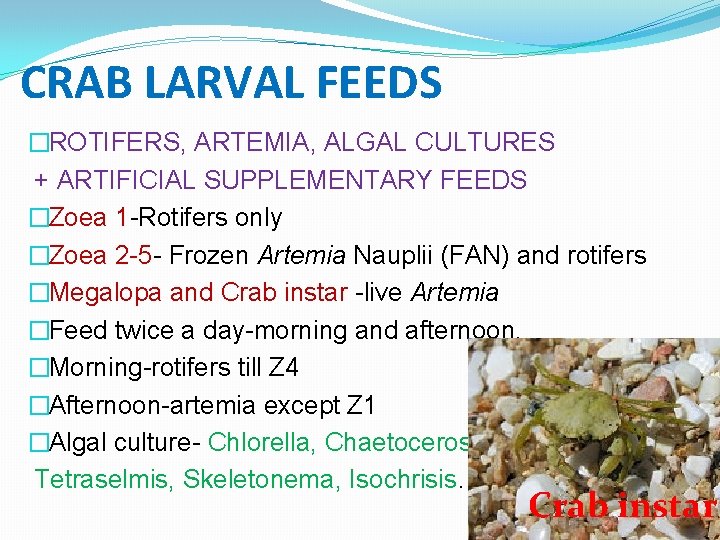 CRAB LARVAL FEEDS �ROTIFERS, ARTEMIA, ALGAL CULTURES + ARTIFICIAL SUPPLEMENTARY FEEDS �Zoea 1 -Rotifers