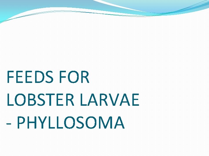 FEEDS FOR LOBSTER LARVAE - PHYLLOSOMA 