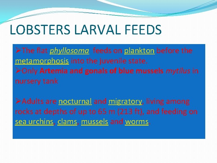 LOBSTERS LARVAL FEEDS ØThe flat phyllosoma feeds on plankton before the metamorphosis into the