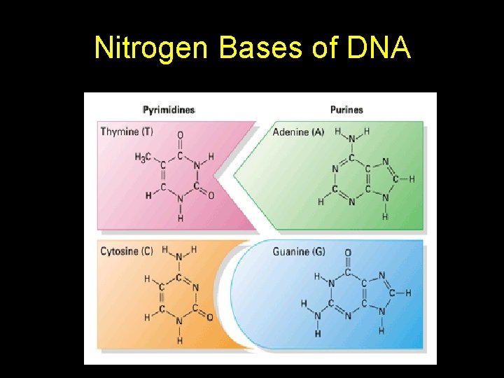 Nitrogen Bases of DNA 