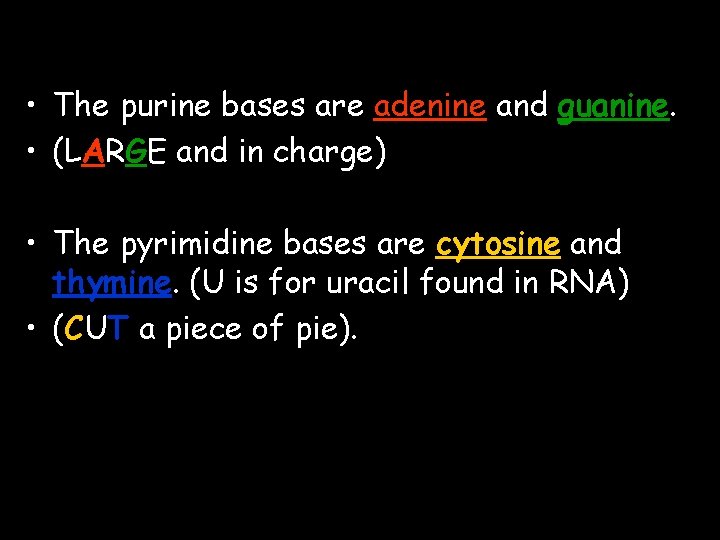  • The purine bases are adenine and guanine. • (LARGE and in charge)