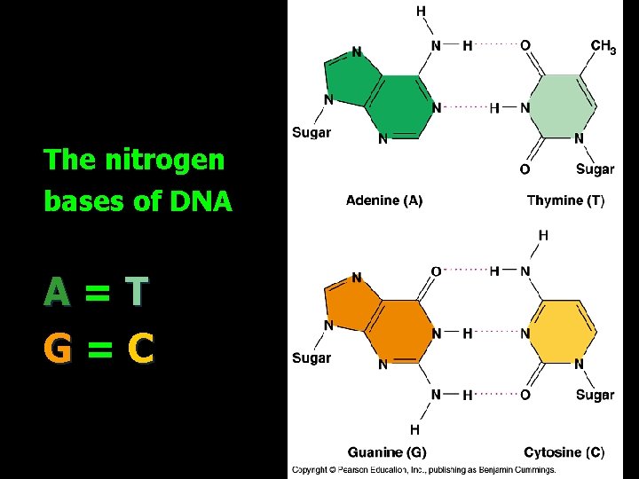 The nitrogen bases of DNA A=T G=C 