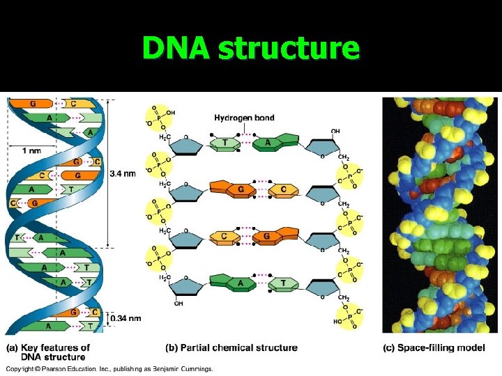 DNA structure 