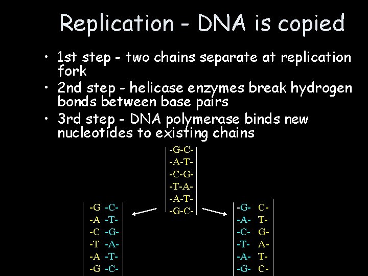 Replication - DNA is copied • 1 st step - two chains separate at