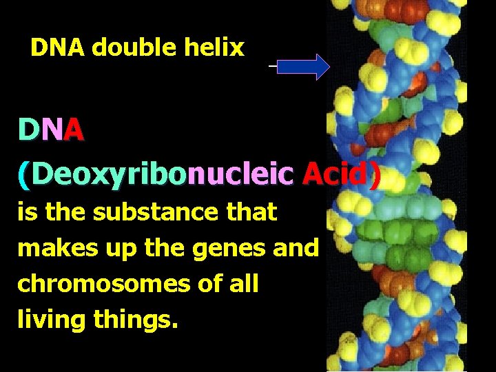 DNA double helix DN A (Deoxyribonucleic Acid) is the substance that makes up the