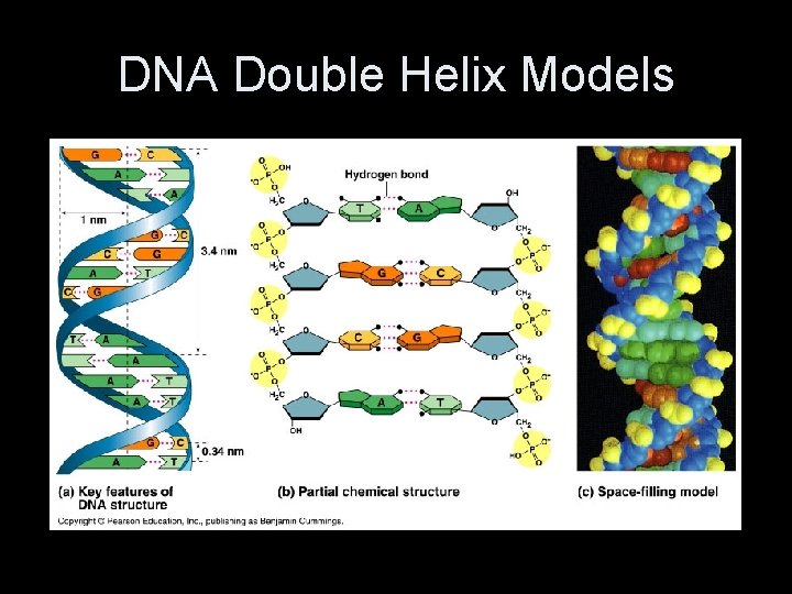 DNA Double Helix Models 