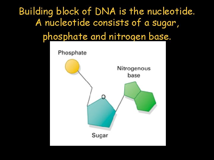 Building block of DNA is the nucleotide. A nucleotide consists of a sugar, phosphate