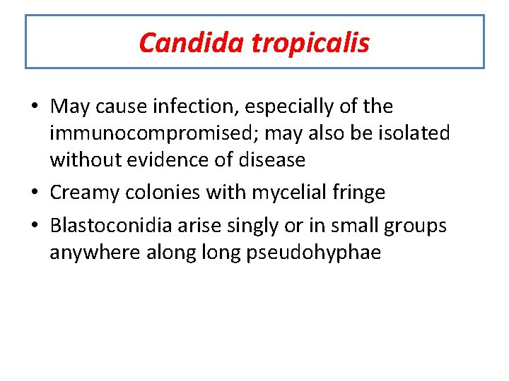 Candida tropicalis • May cause infection, especially of the immunocompromised; may also be isolated