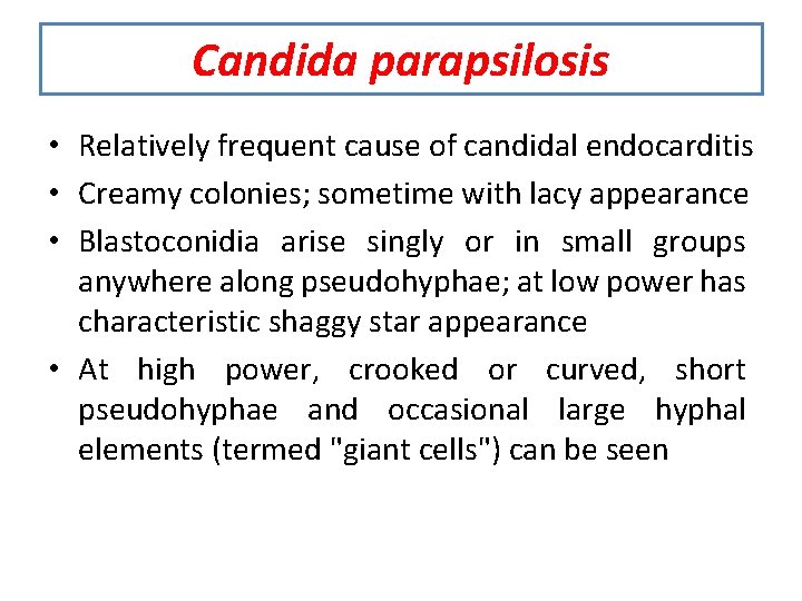 Candida parapsilosis • Relatively frequent cause of candidal endocarditis • Creamy colonies; sometime with
