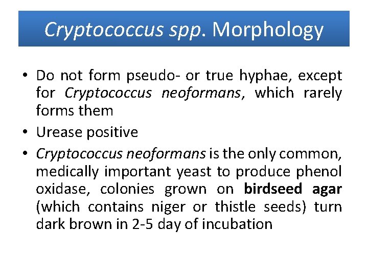 Cryptococcus spp. Morphology • Do not form pseudo- or true hyphae, except for Cryptococcus