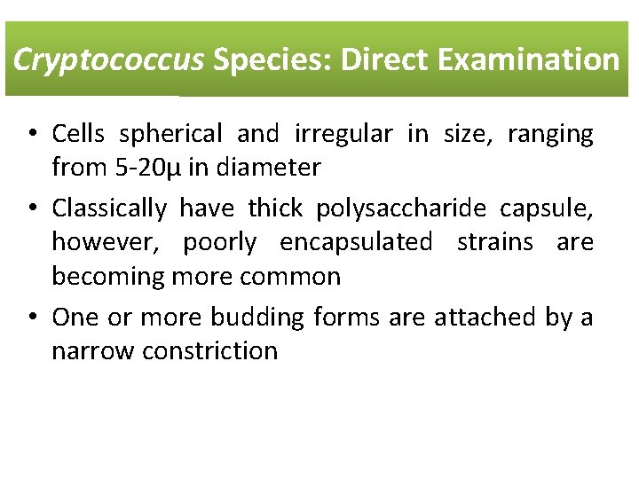 Cryptococcus Species: Direct Examination • Cells spherical and irregular in size, ranging from 5
