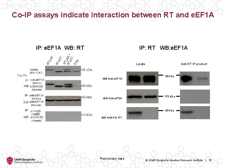 Co-IP assays indicate interaction between RT and e. EF 1 A IP: e. EF