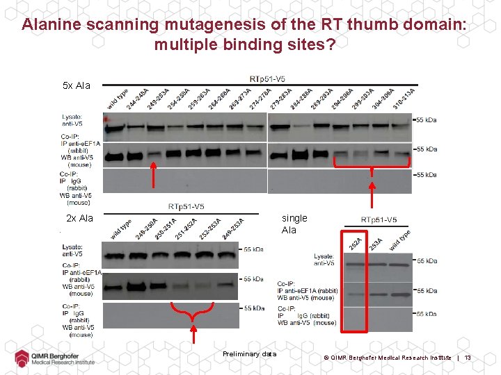 Alanine scanning mutagenesis of the RT thumb domain: multiple binding sites? 5 x Ala