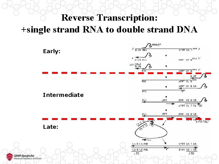 Reverse Transcription: +single strand RNA to double strand DNA Early: Intermediate Late: 