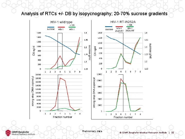 Analysis of RTCs +/- DB by isopycnography; 20 -70% sucrose gradients Preliminary data ©