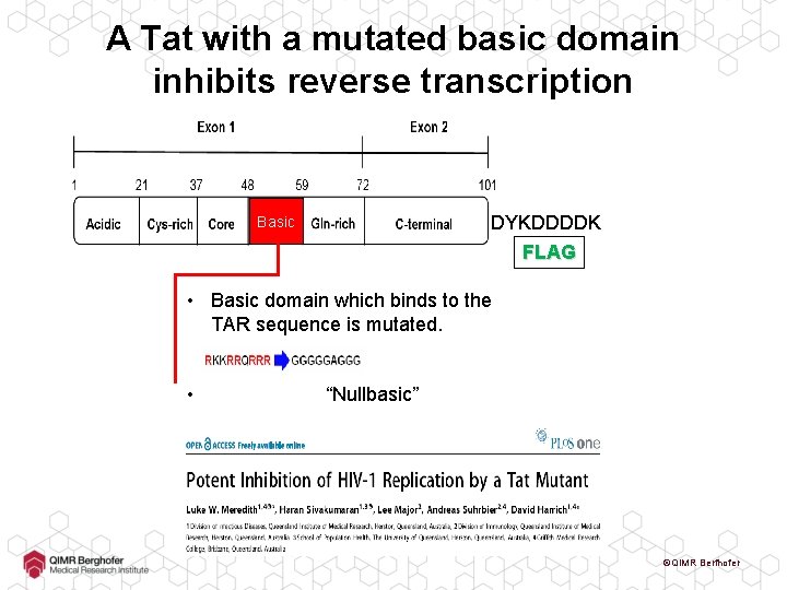 A Tat with a mutated basic domain inhibits reverse transcription DYKDDDDK Basic FLAG •