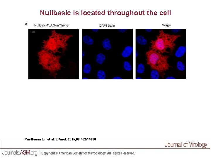 Nullbasic is located throughout the cell Min-Hsuan Lin et al. J. Virol. 2015; 89: