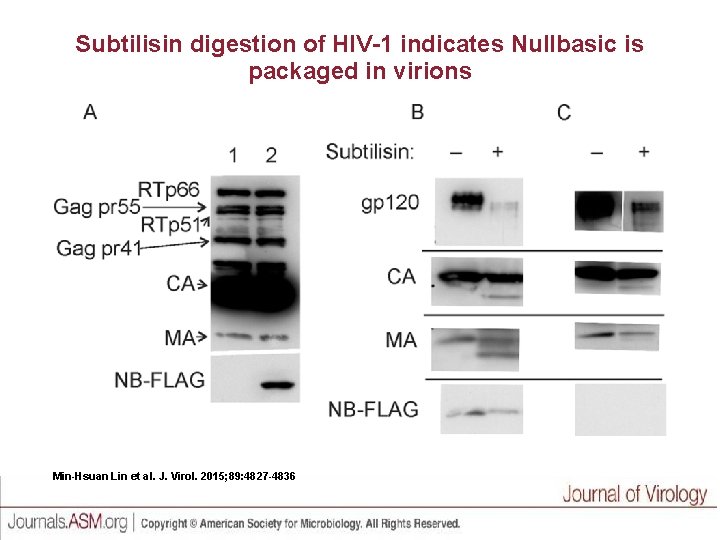 Subtilisin digestion of HIV-1 indicates Nullbasic is packaged in virions Min-Hsuan Lin et al.
