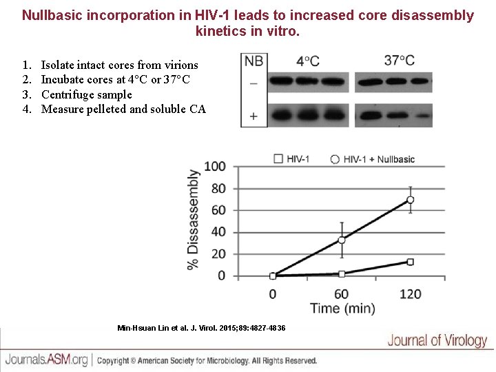Nullbasic incorporation in HIV-1 leads to increased core disassembly kinetics in vitro. 1. 2.