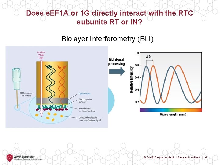 Does e. EF 1 A or 1 G directly interact with the RTC subunits