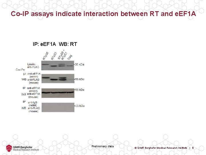 Co-IP assays indicate interaction between RT and e. EF 1 A IP: e. EF