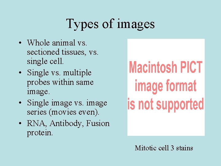 Types of images • Whole animal vs. sectioned tissues, vs. single cell. • Single