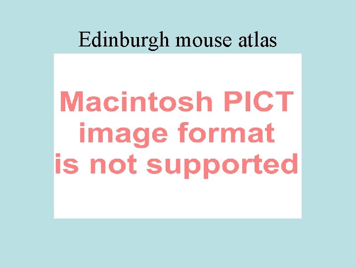Edinburgh mouse atlas 