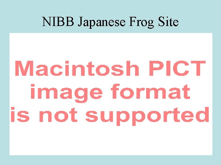 NIBB Japanese Frog Site 
