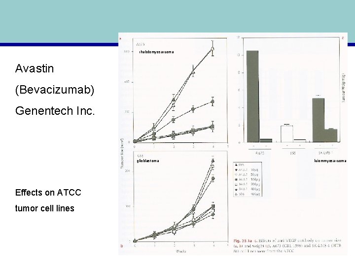 rhabdomyosarcoma Avastin (Bevacizumab) Genentech Inc. glioblastoma Effects on ATCC tumor cell lines leiommyosarcoma 