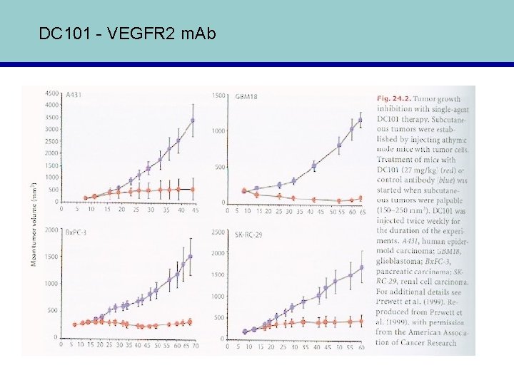 DC 101 - VEGFR 2 m. Ab 