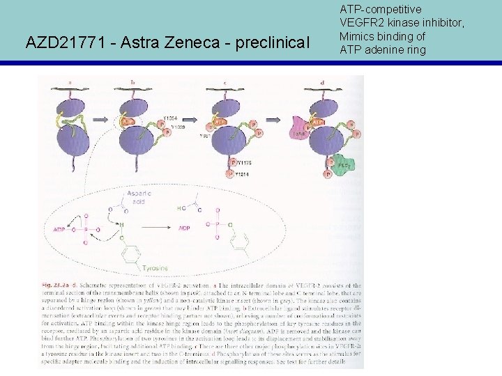 AZD 21771 - Astra Zeneca - preclinical ATP-competitive VEGFR 2 kinase inhibitor, Mimics binding