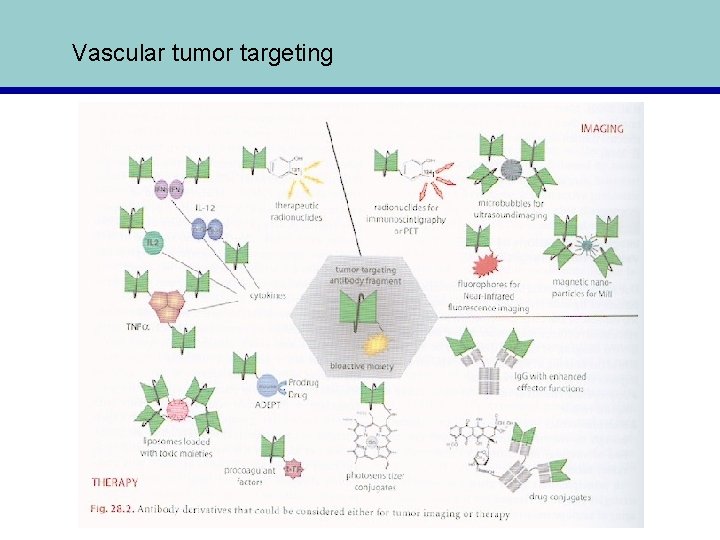 Vascular tumor targeting 