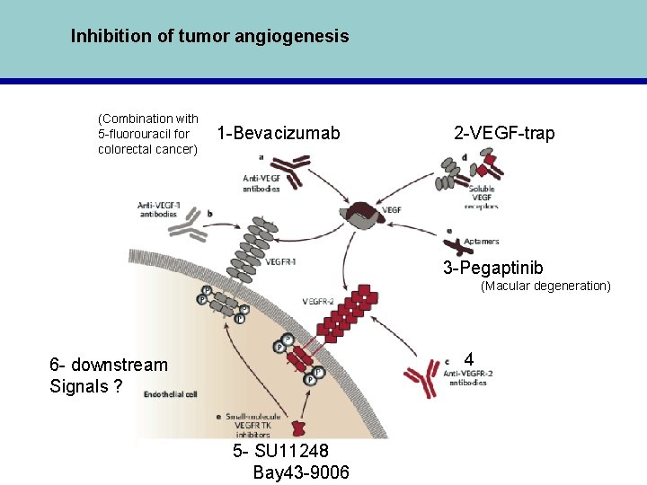 Inhibition of tumor angiogenesis (Combination with 5 -fluorouracil for colorectal cancer) 1 -Bevacizumab 2