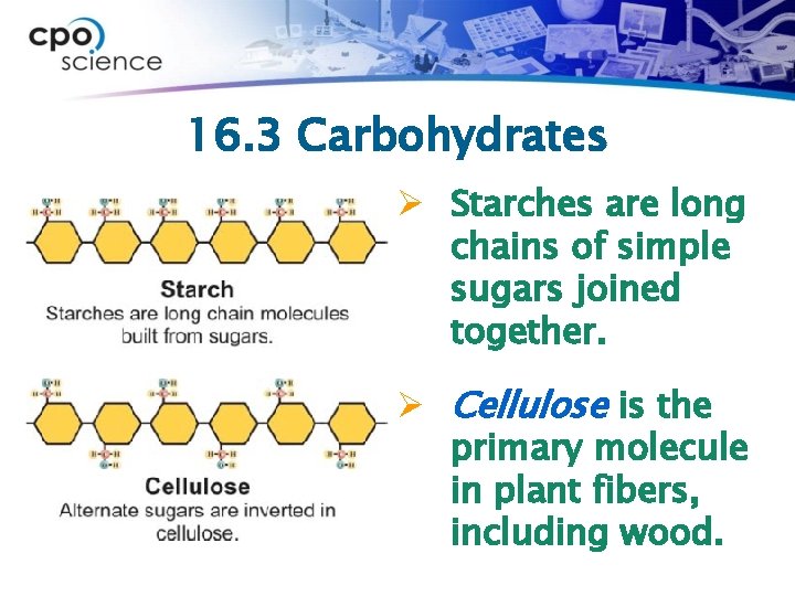 16. 3 Carbohydrates Ø Starches are long chains of simple sugars joined together. Ø
