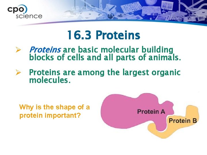 16. 3 Proteins Ø Proteins are basic molecular building blocks of cells and all