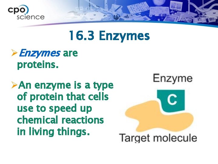 16. 3 Enzymes ØEnzymes are proteins. ØAn enzyme is a type of protein that