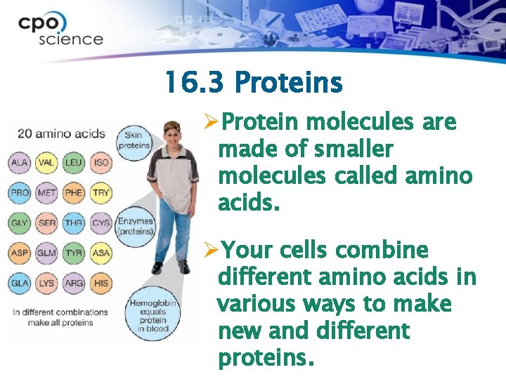16. 3 Proteins ØProtein molecules are made of smaller molecules called amino acids. ØYour