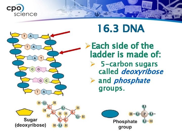 16. 3 DNA ØEach side of the ladder is made of: Ø 5 -carbon