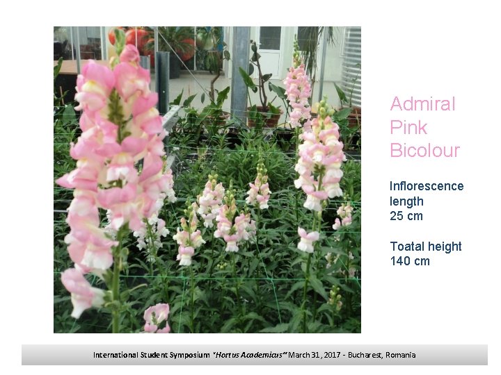 Admiral Pink Bicolour Inflorescence length 25 cm Toatal height 140 cm International Student Symposium